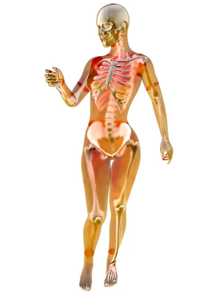 Vrouwelijke anatomie — Stockfoto